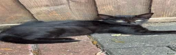 Mixed Breed cats for sale: Russian blue cross kittens  - Advert 2