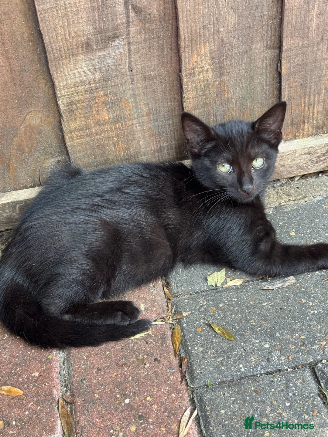Mixed Breed cats for sale: Russian blue cross kittens  - Advert 2