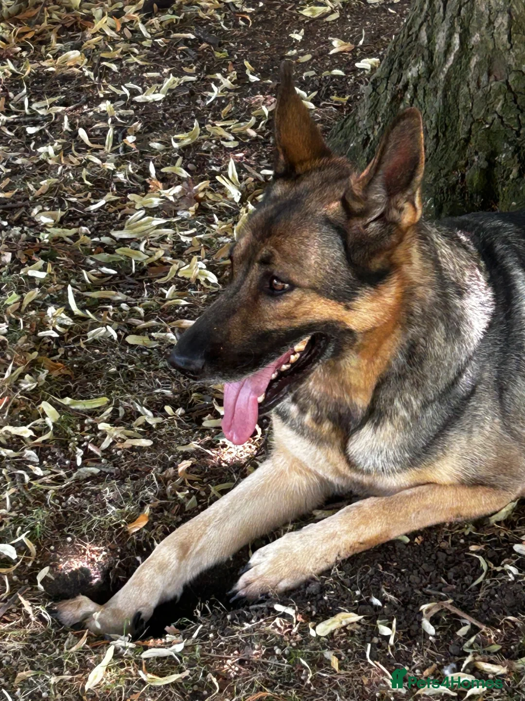 German Shepherd dogs for sale: Beautiful German Shepherd Girl  - Advert 2
