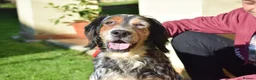 English Setter dogs for adoption: Carina - Advert 5