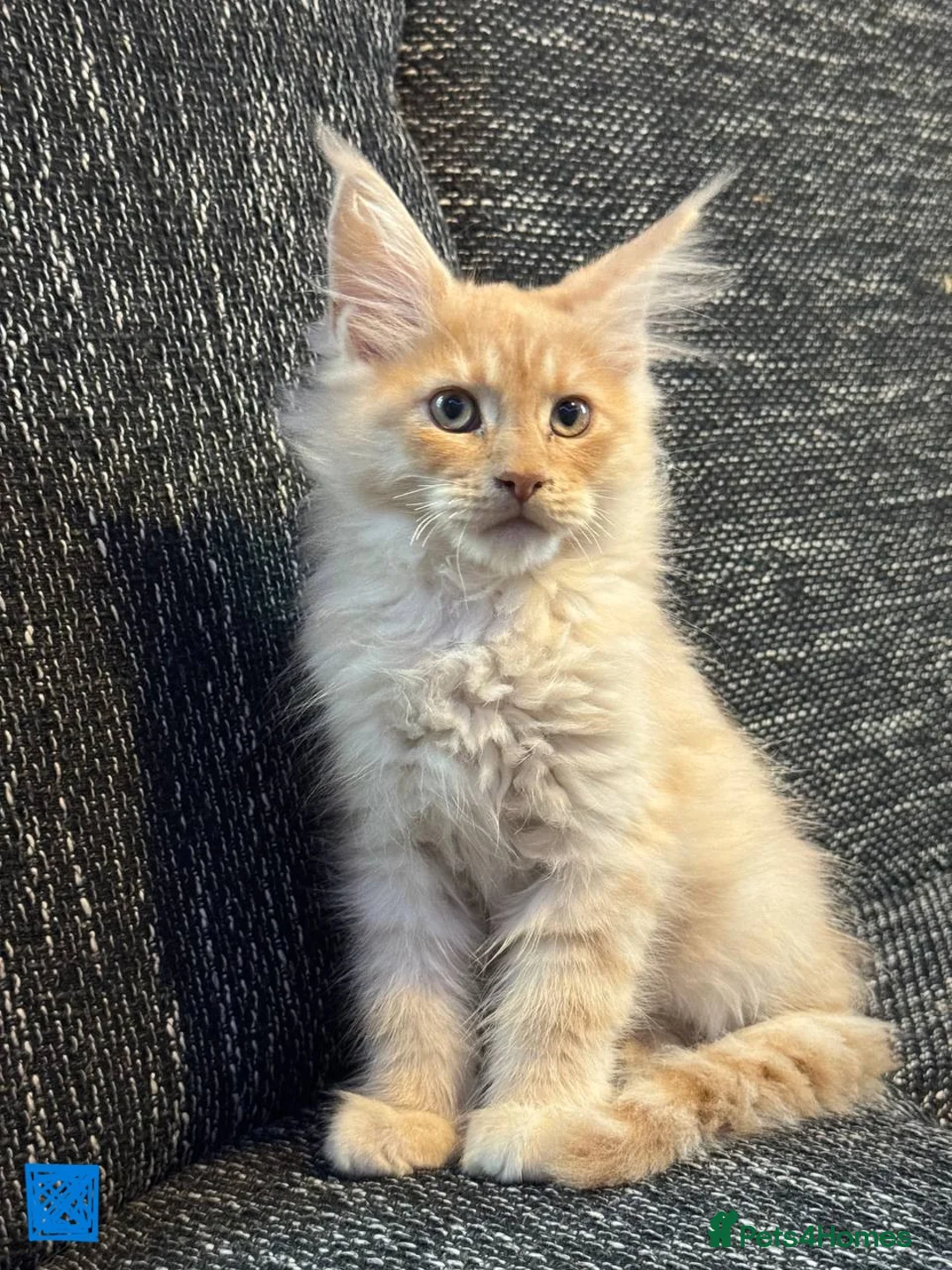 Maine Coon cats for sale: TICA registered purebred Maine Coon kittens - Advert 1
