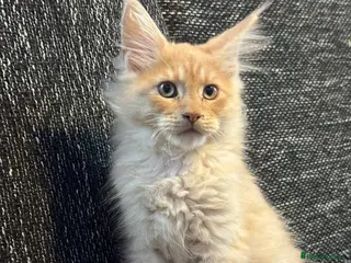 Maine Coon cats TICA registered purebred Maine Coon kittens - Advert 1