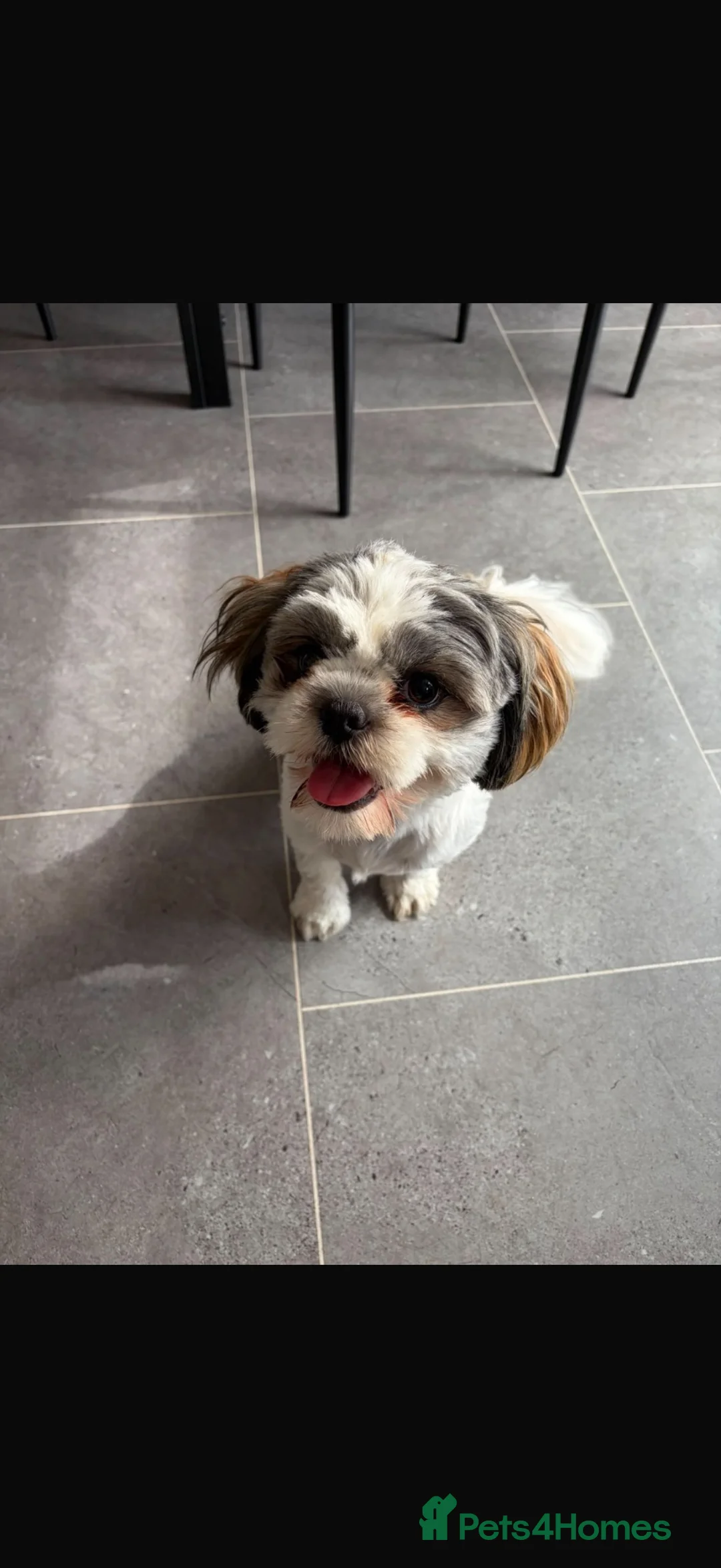 Shih Tzu dogs for sale: Female shih tuz - Advert 2