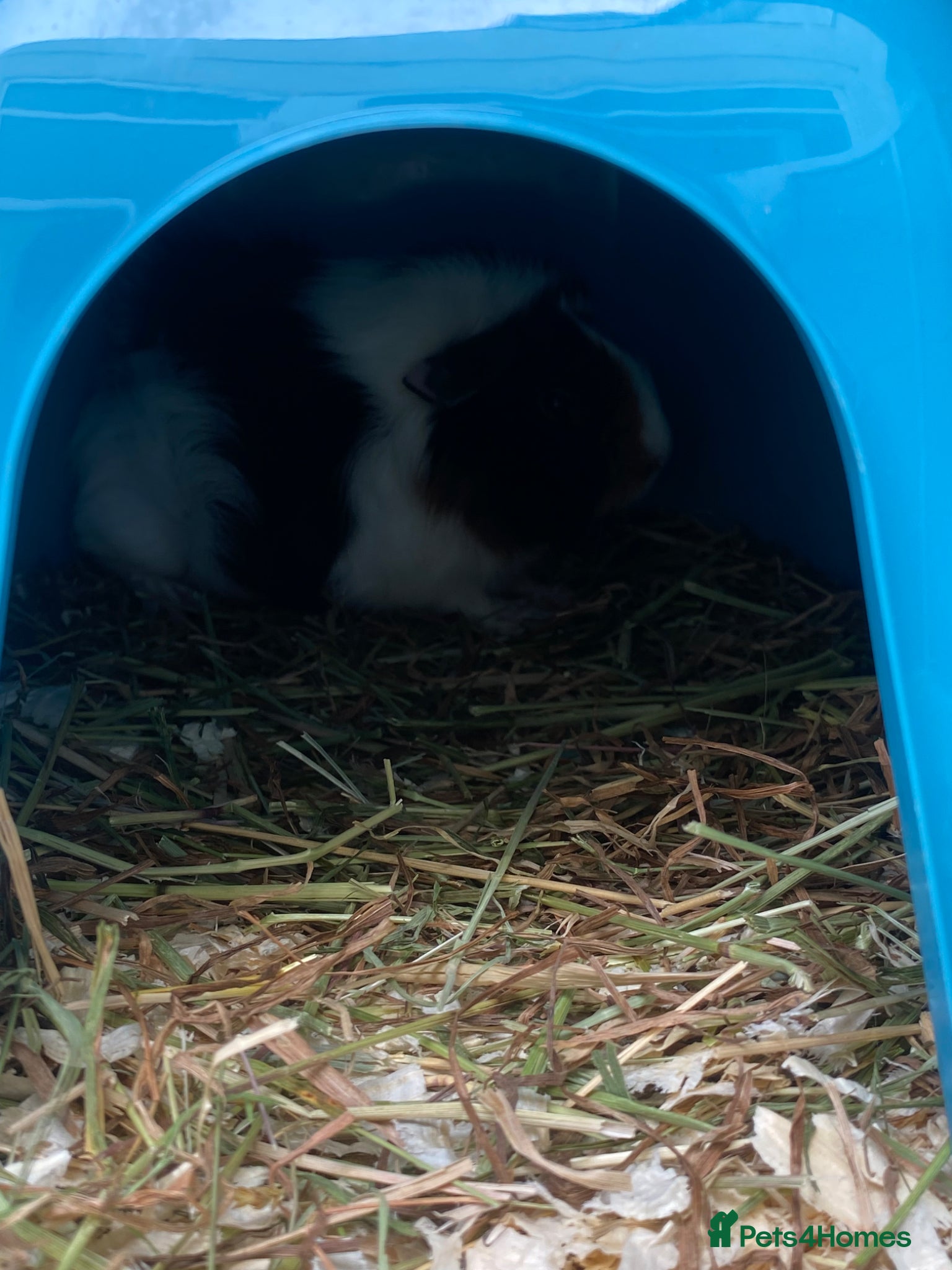 Guinea Pig rodents for sale: 50 the pair female Guinea pigs  - Advert 2