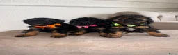 Cavapoo dogs for sale: F1 Cavapoo Puppies  - Advert 4