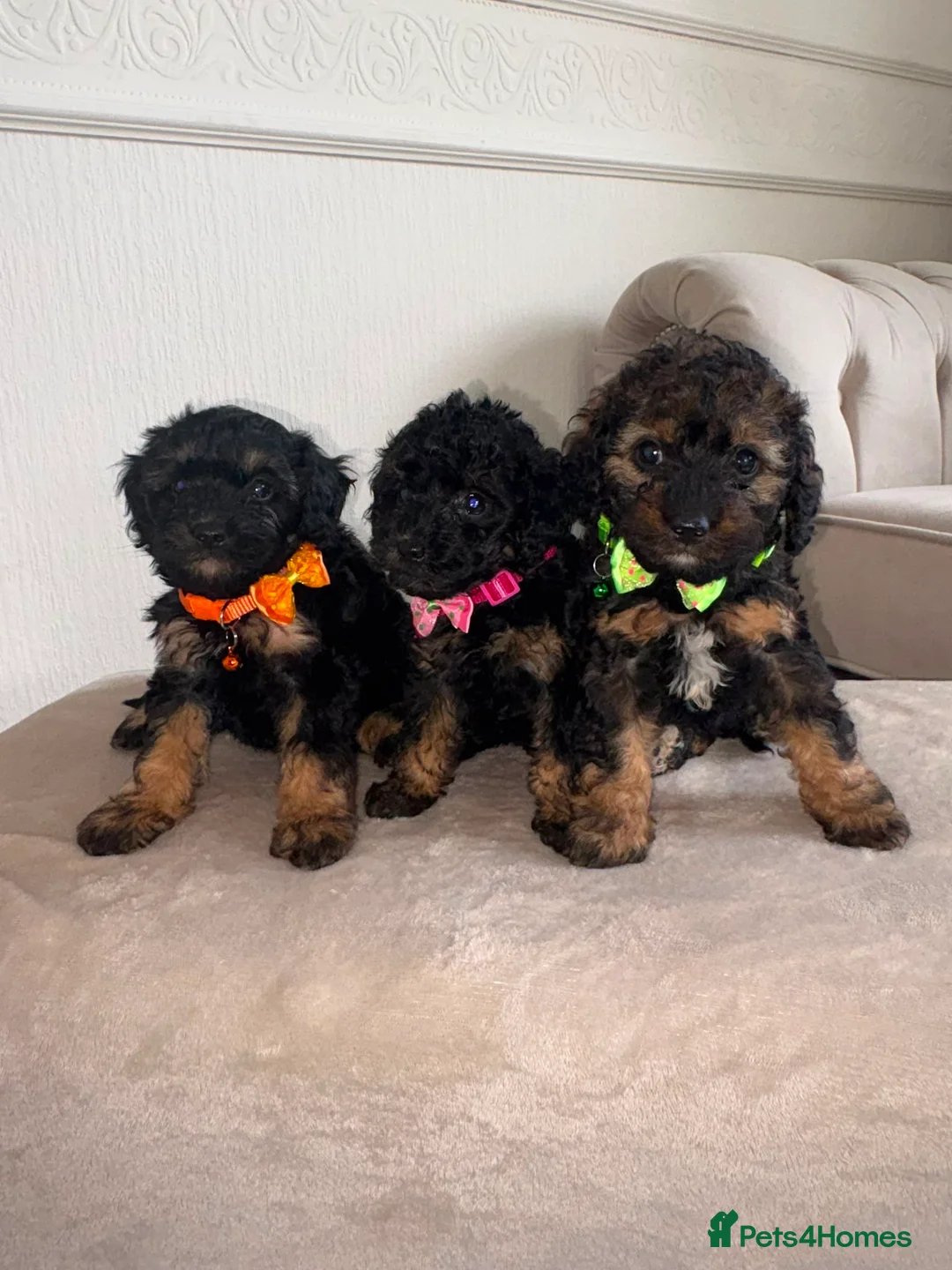 Cavapoo dogs for sale: F1 Boy Cavapoo Puppies  - Advert 1