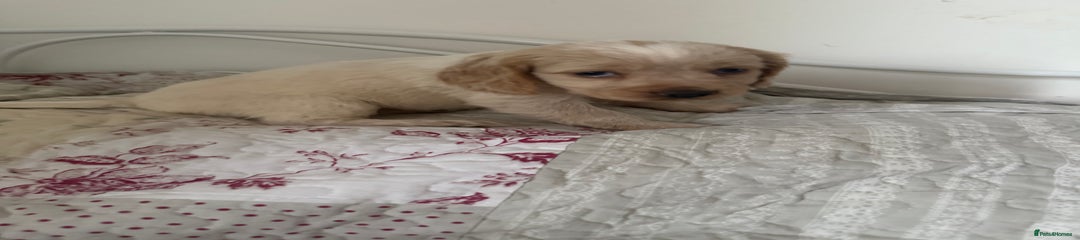 Cocker Spaniel Puppy 3