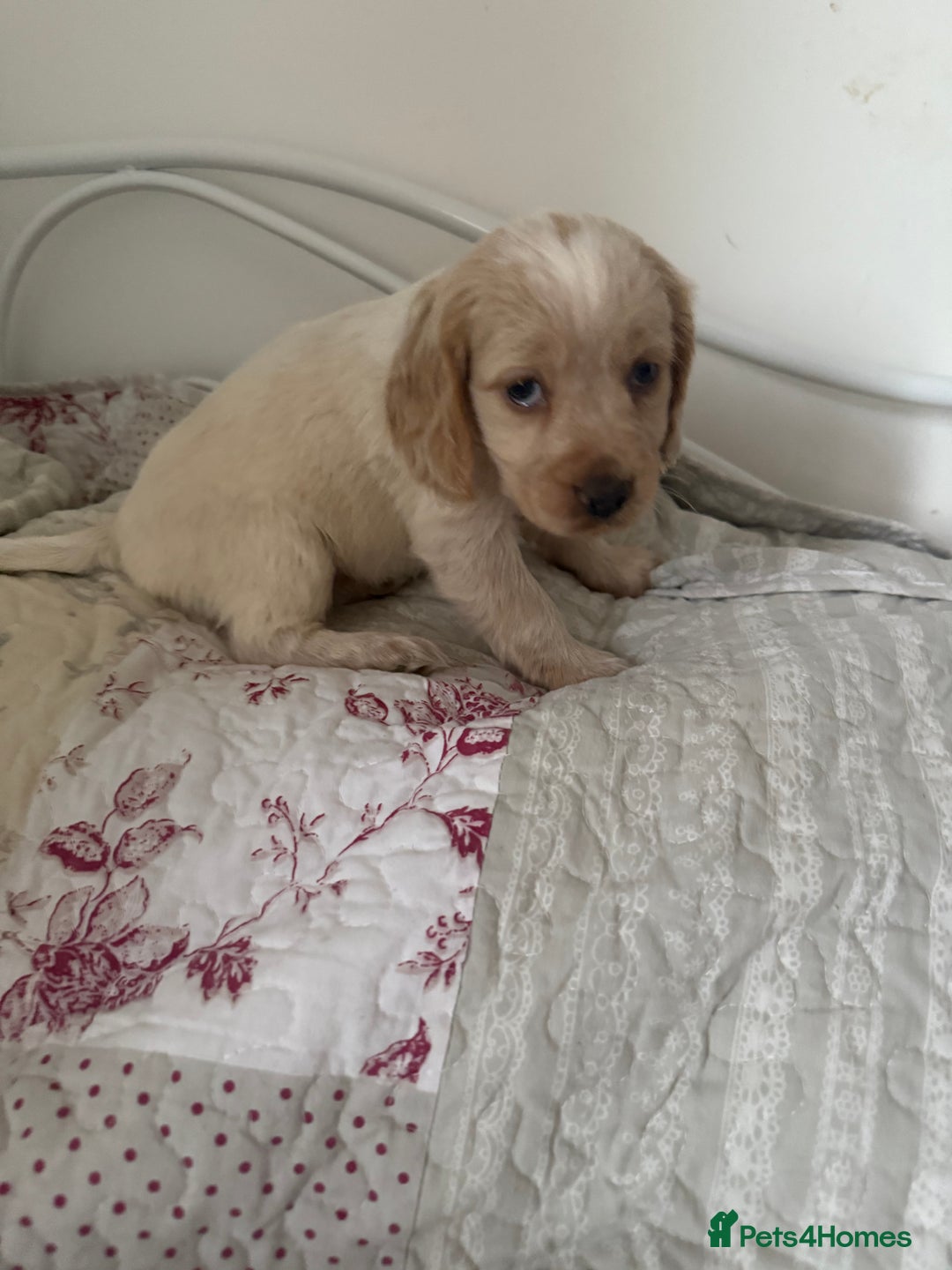 Cocker Spaniel dogs for sale: Beautiful puppies  - Advert 2