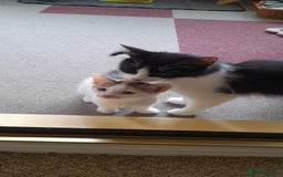Mixed Breed cats for sale: Adorable little kitten ready to be collected - Image 9