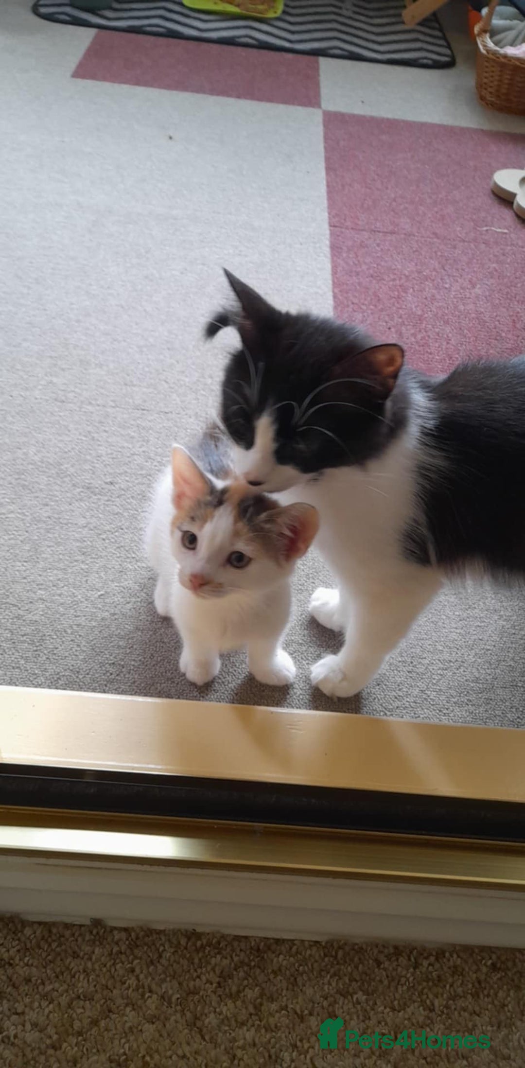 Mixed Breed cats for sale: Adorable little kitten ready to be collected - Image 9