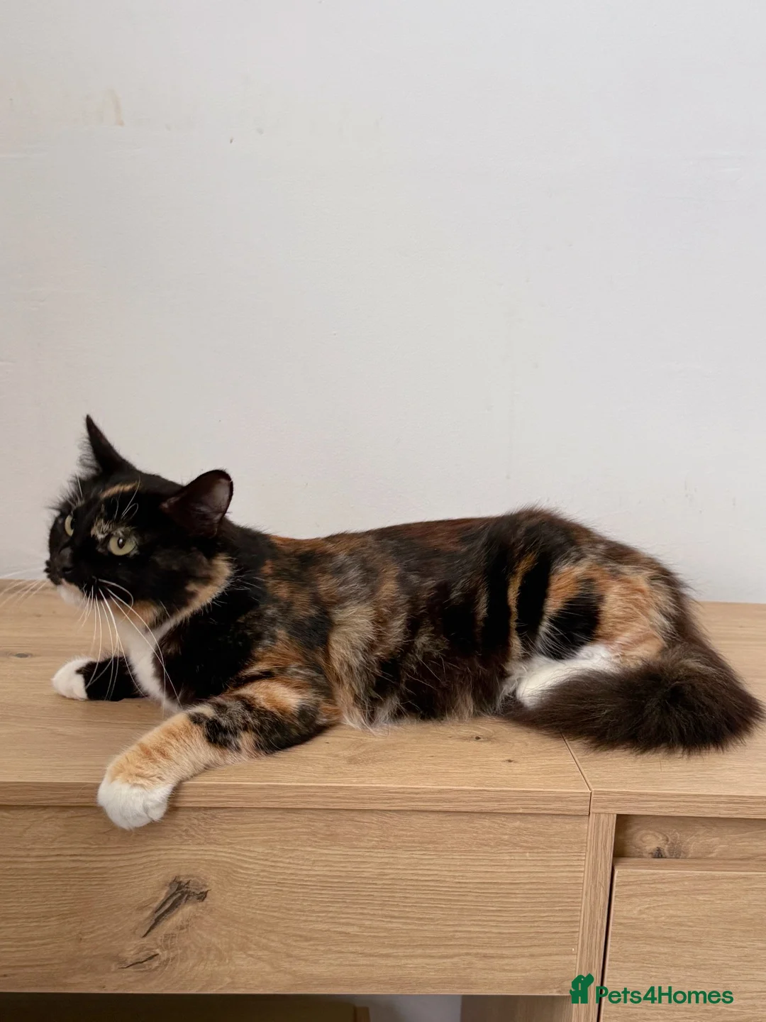 Mixed Breed cats for sale: Cairo, female Calico and Tortoise Mix  - Advert 6