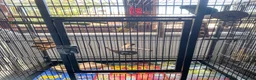 Conures birds for sale: 2 female conures looking for a loving home  - Advert 2