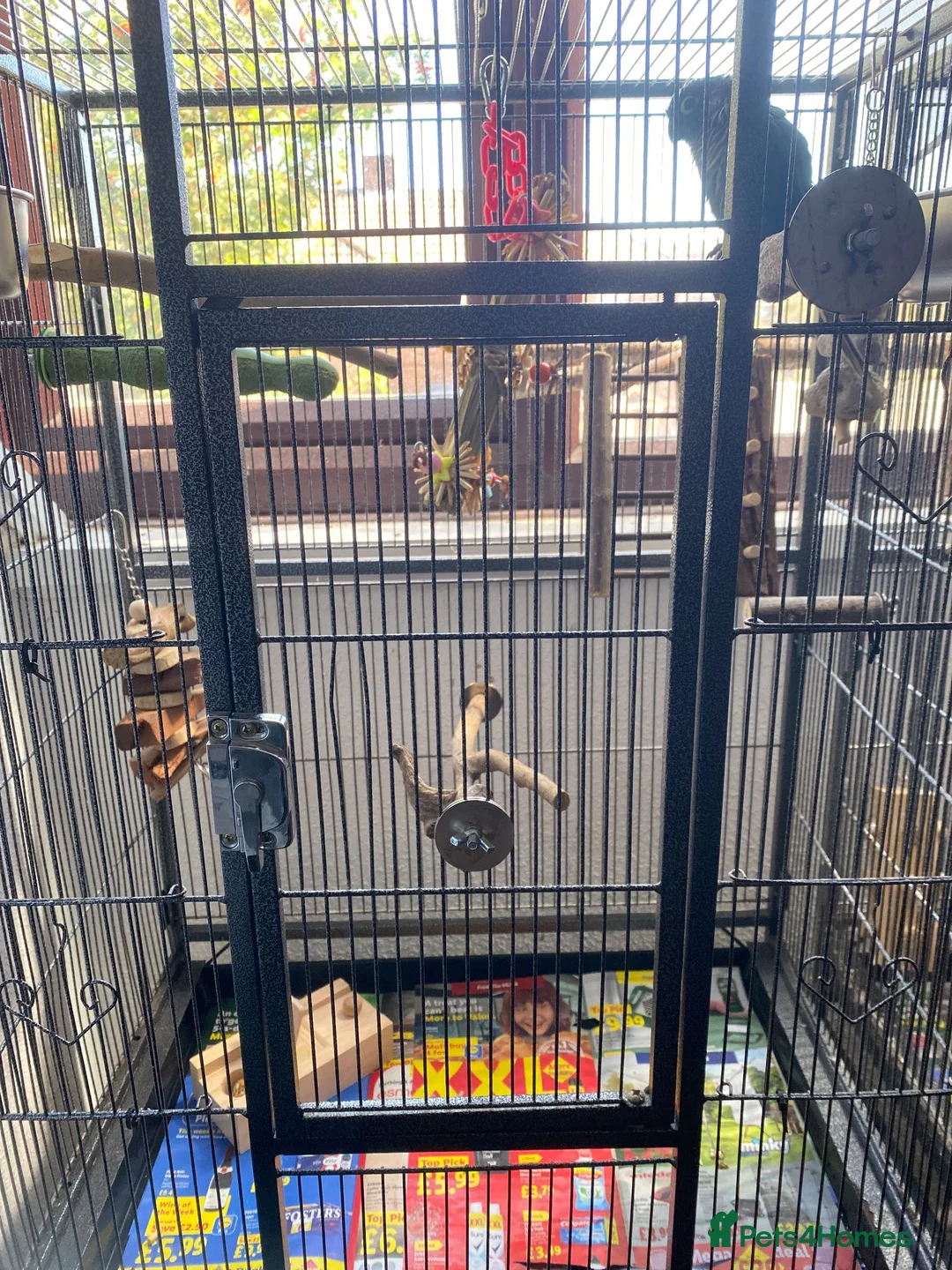 Conures birds for sale: 2 female conures looking for a loving home  - Advert 2