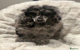 Mixed Breed dogs for sale: Miniature merle poodle female  - Image 6
