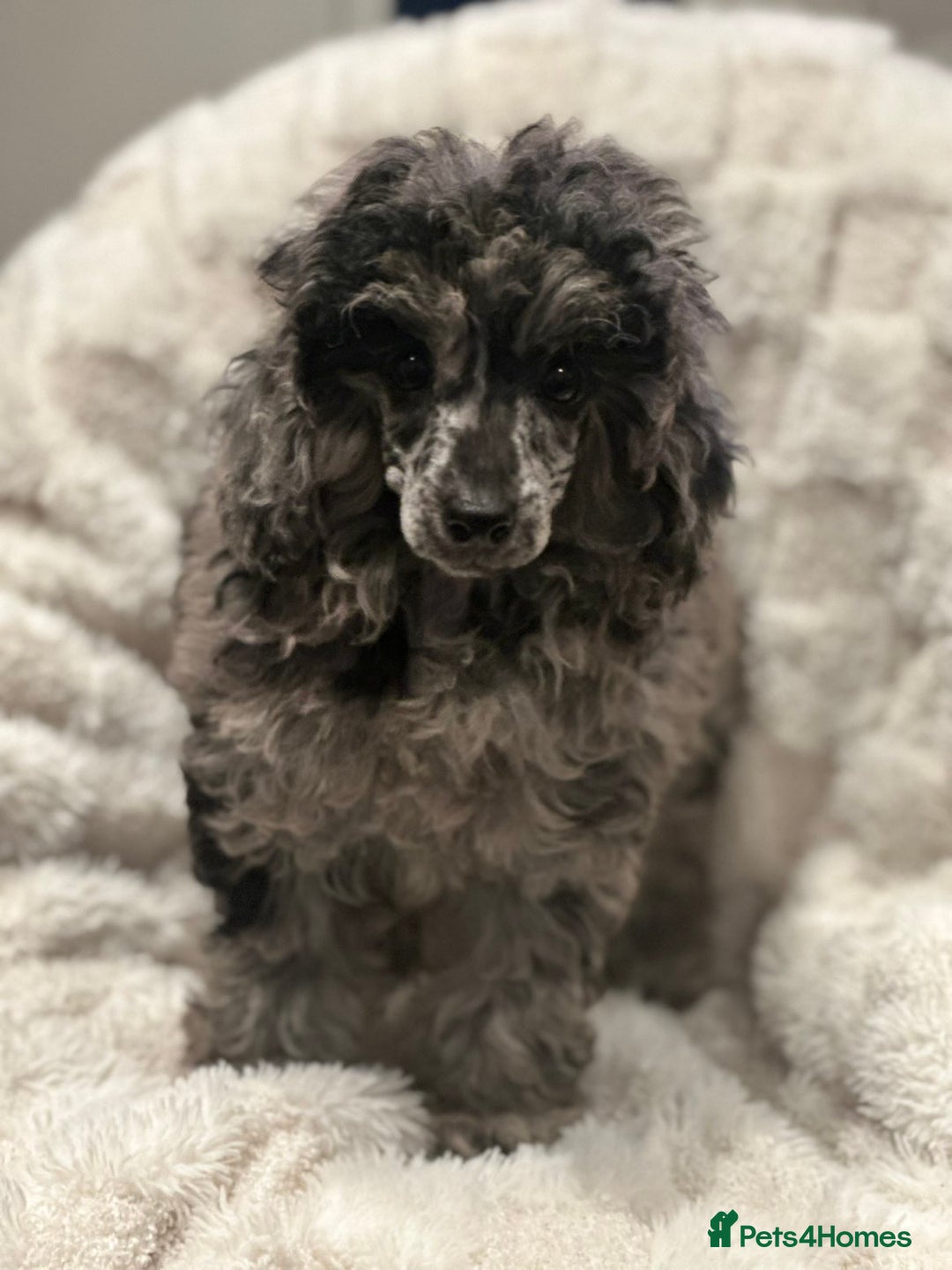 Mixed Breed dogs for sale: Miniature merle poodle female  - Image 6