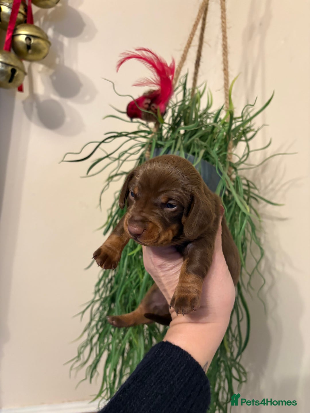 Dachshund dogs for sale: Stunning  pedigree miniature dauchound puppies  - Advert 12