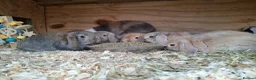 Mini Lop rabbits for sale: Stunning baby mini lops - Advert 2