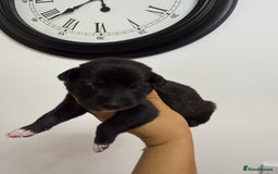 Mixed Breed dogs for sale: Weimaraner / German Shepherd puppies - Advert 7