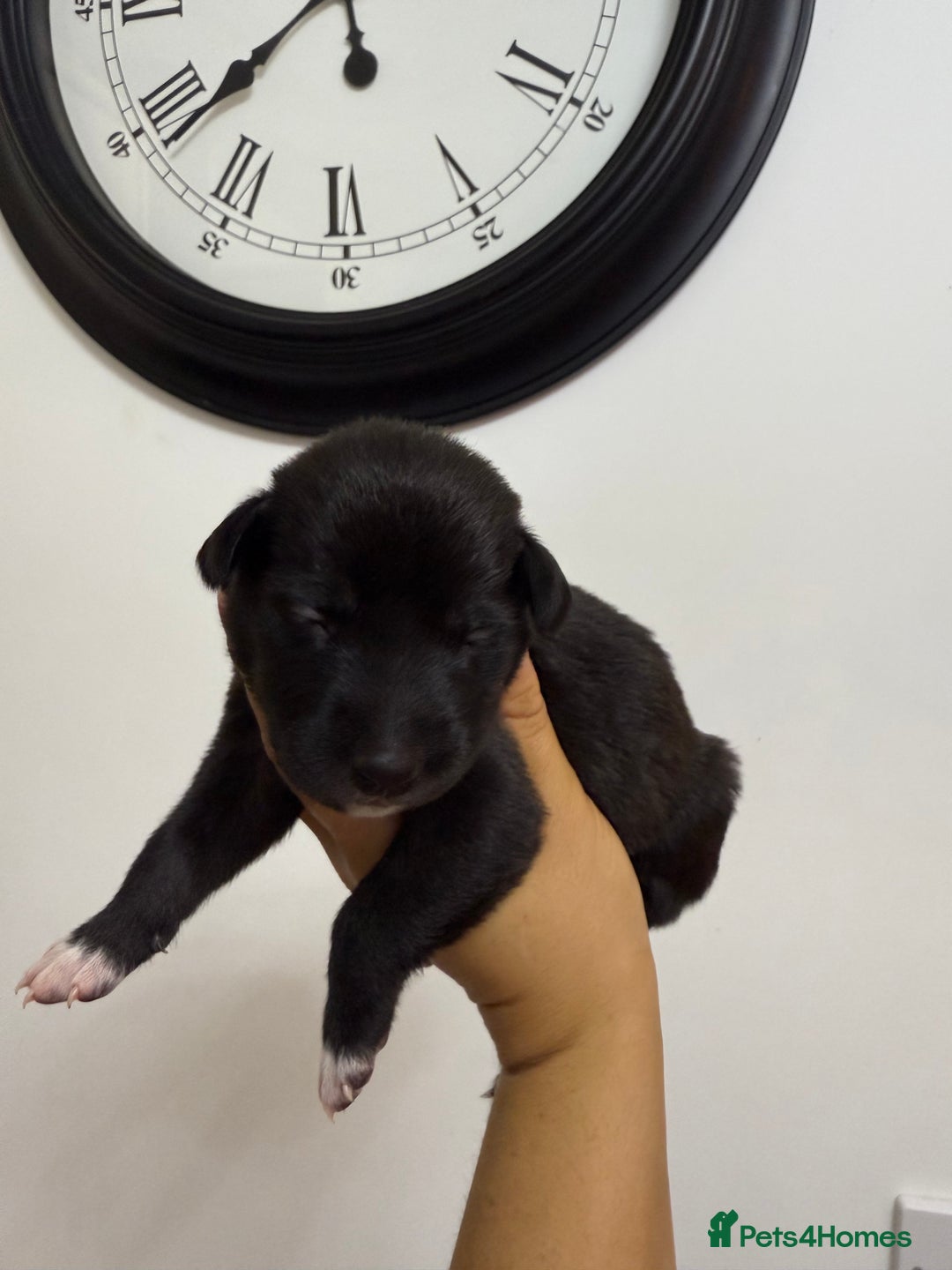 Mixed Breed dogs for sale: Weimaraner / German Shepherd puppies - Advert 7