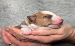 Jack Russell dogs for sale: ❤️3/4 Jack Russell babies ❤️ - Advert 19