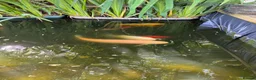 Koi Carp fish for sale: Mixed Koi Carp Golden Orfe Fish Collection - Advert 14