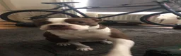 Mixed Breed dogs for sale: Female cane corso x2 - Advert 6