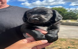 Springador dogs for sale: Springdor puppies  - Image 8