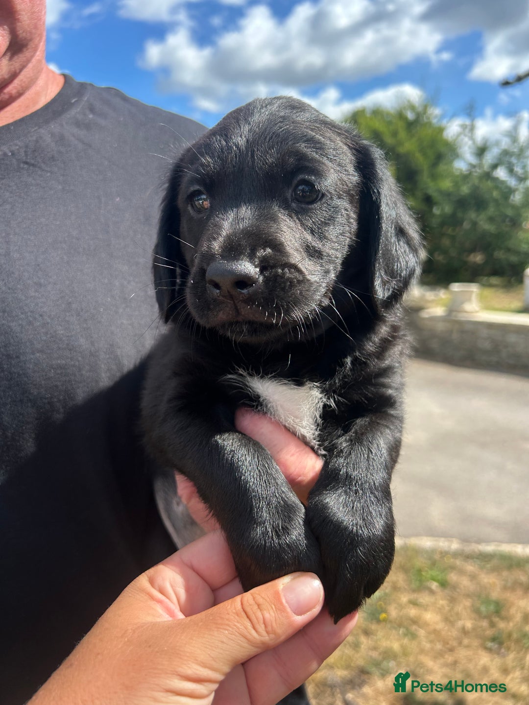 Springador dogs for sale: Springdor puppies  - Image 8