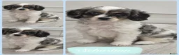 Cavapoo dogs for sale: Beautiful f1  helath tested cavapoos in Berwick-upon-Tweed - Advert 5