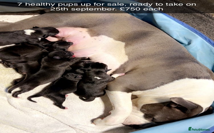 Mixed Breed dogs - Advert 12