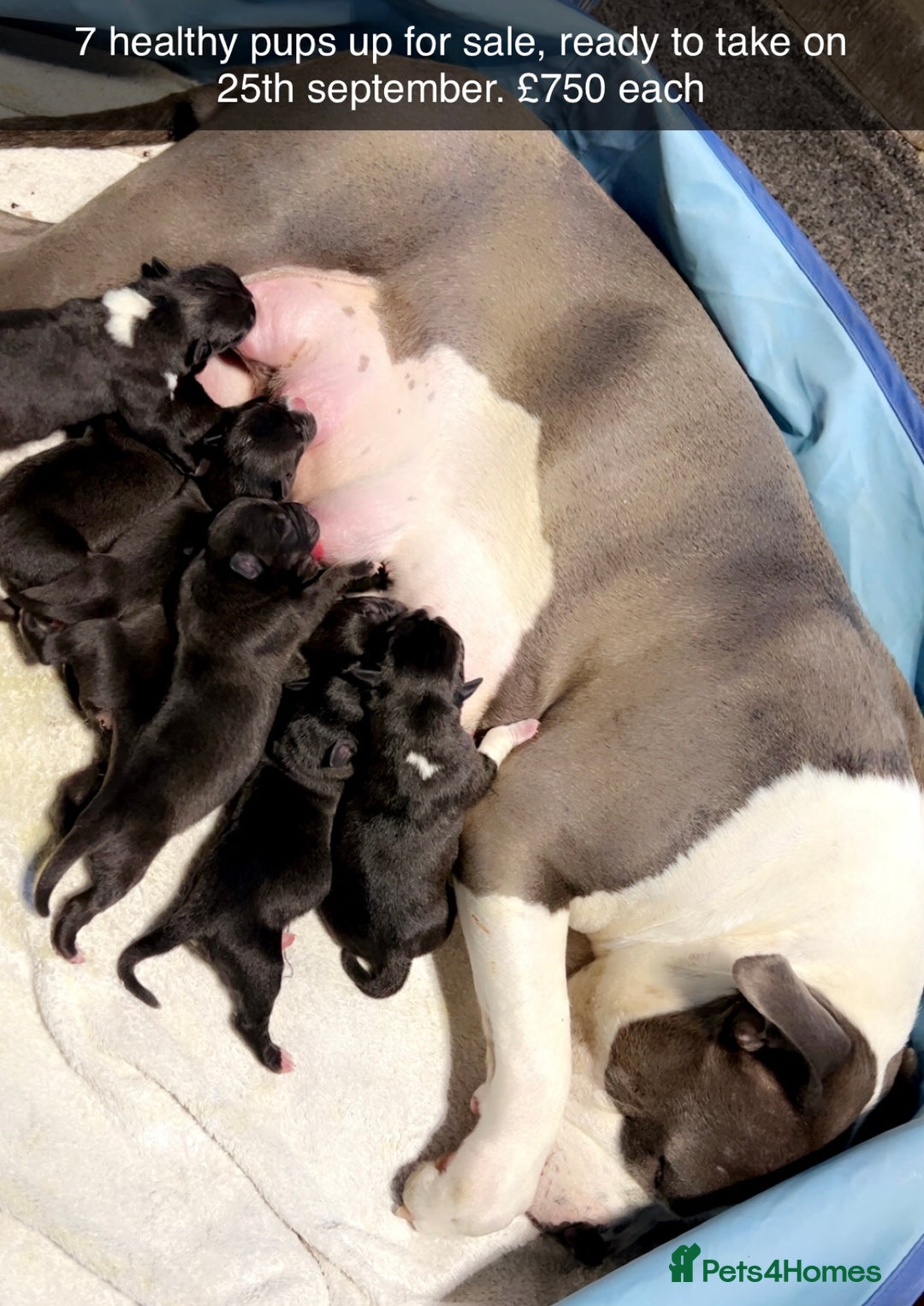 Mixed Breed dogs for sale: Blue american bulldog X belgian malinois - Image 1