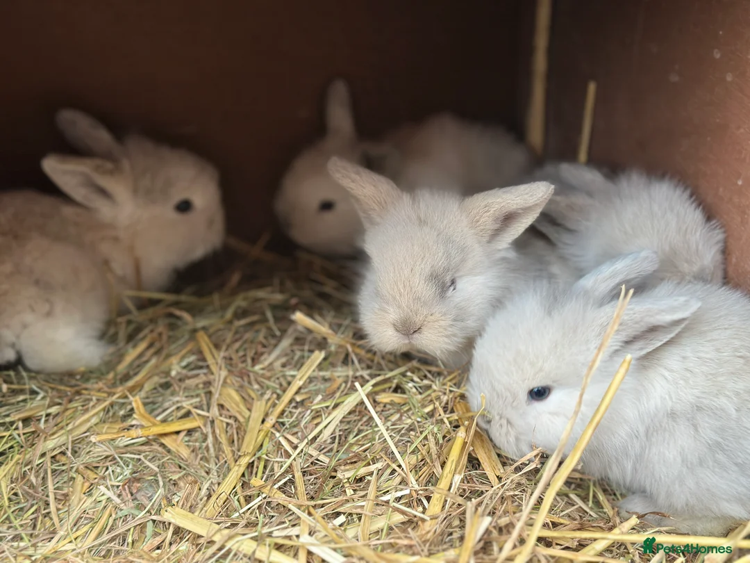 Cashmere Lop rabbits for sale: Cashmere harlequin lop  - Advert 2