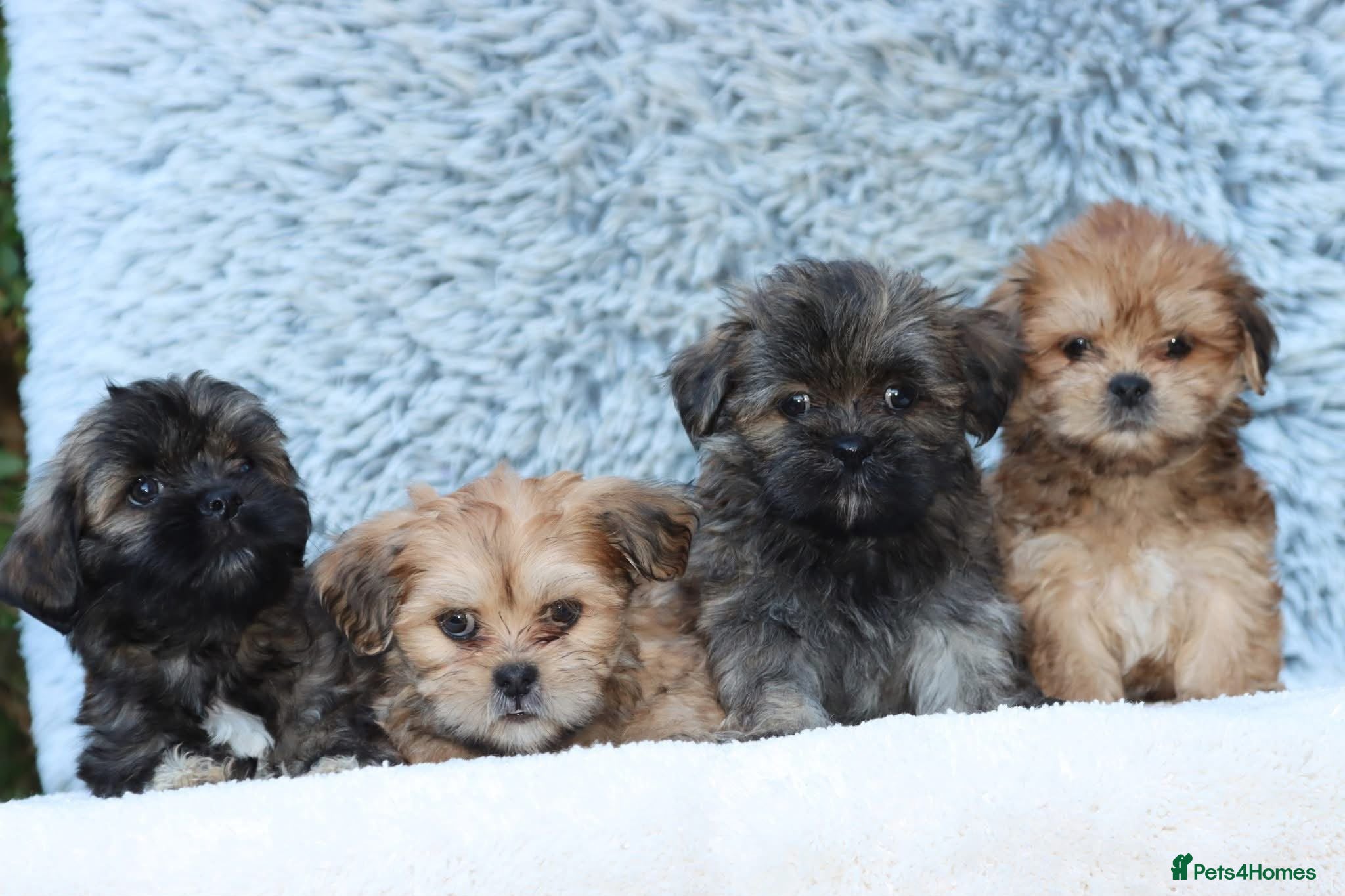 Lhasa Apso dogs READY NOW 4 beautiful male lhasa Apso puppies  - Advert 1