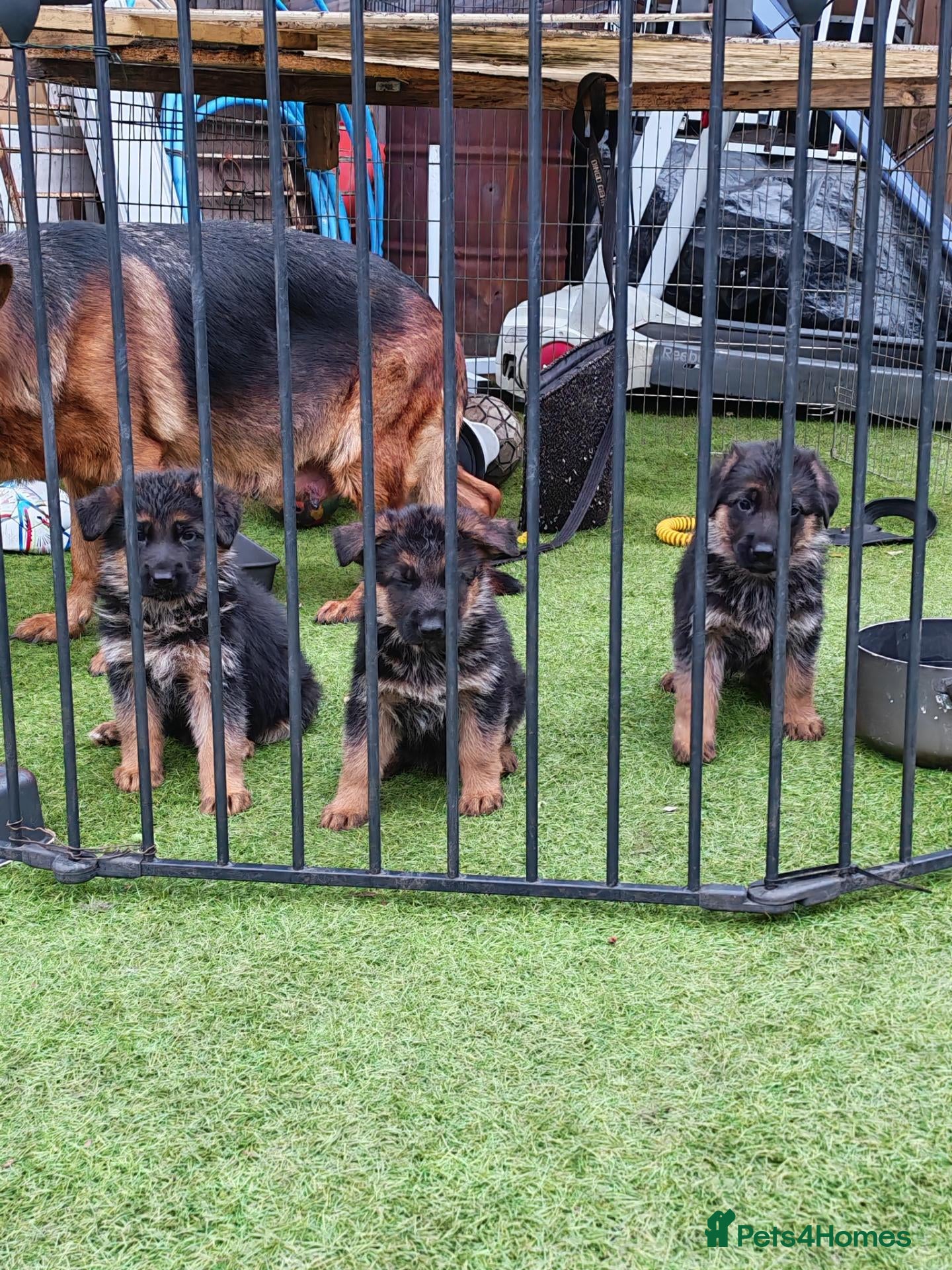 German Shepherd dogs German Shepherd Puppies for sale - Advert 2