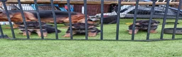 German Shepherd dogs for sale: German Shepherd Puppies for sale - Advert 2