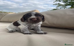 Sprocker dogs for sale: Sprocker Spaniel Puppies - Image 9