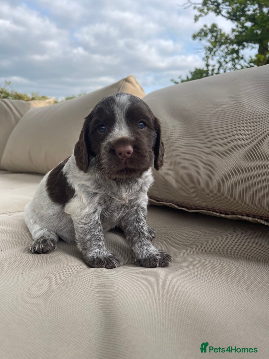 Sprocker dogs for sale: Sprocker Spaniel Puppies - Image 9