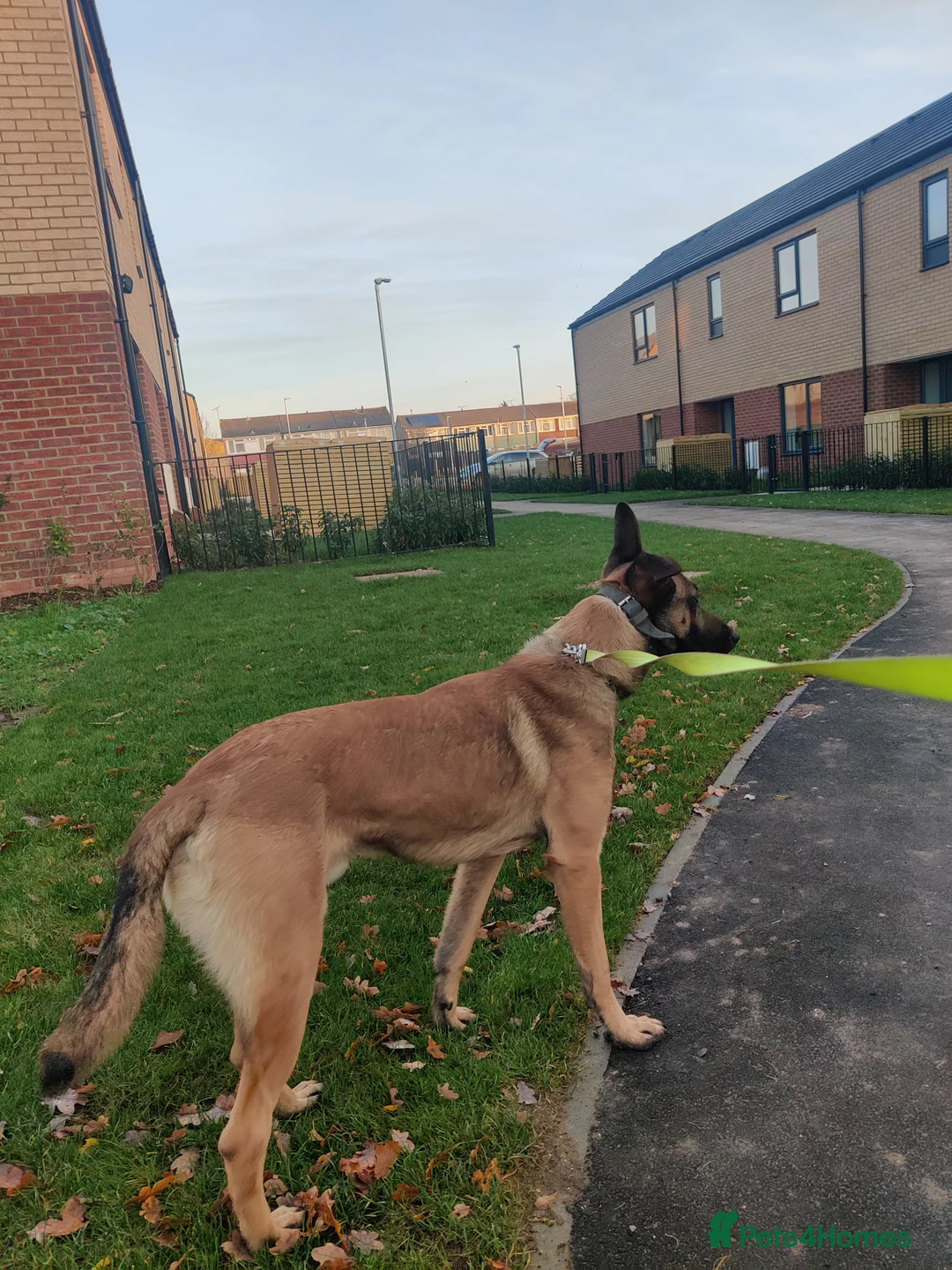 Belgian Shepherd Dog dogs for sale: Soltan - Advert 1