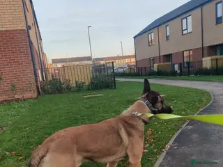 Belgian Shepherd Dog dogs Soltan - Advert 6