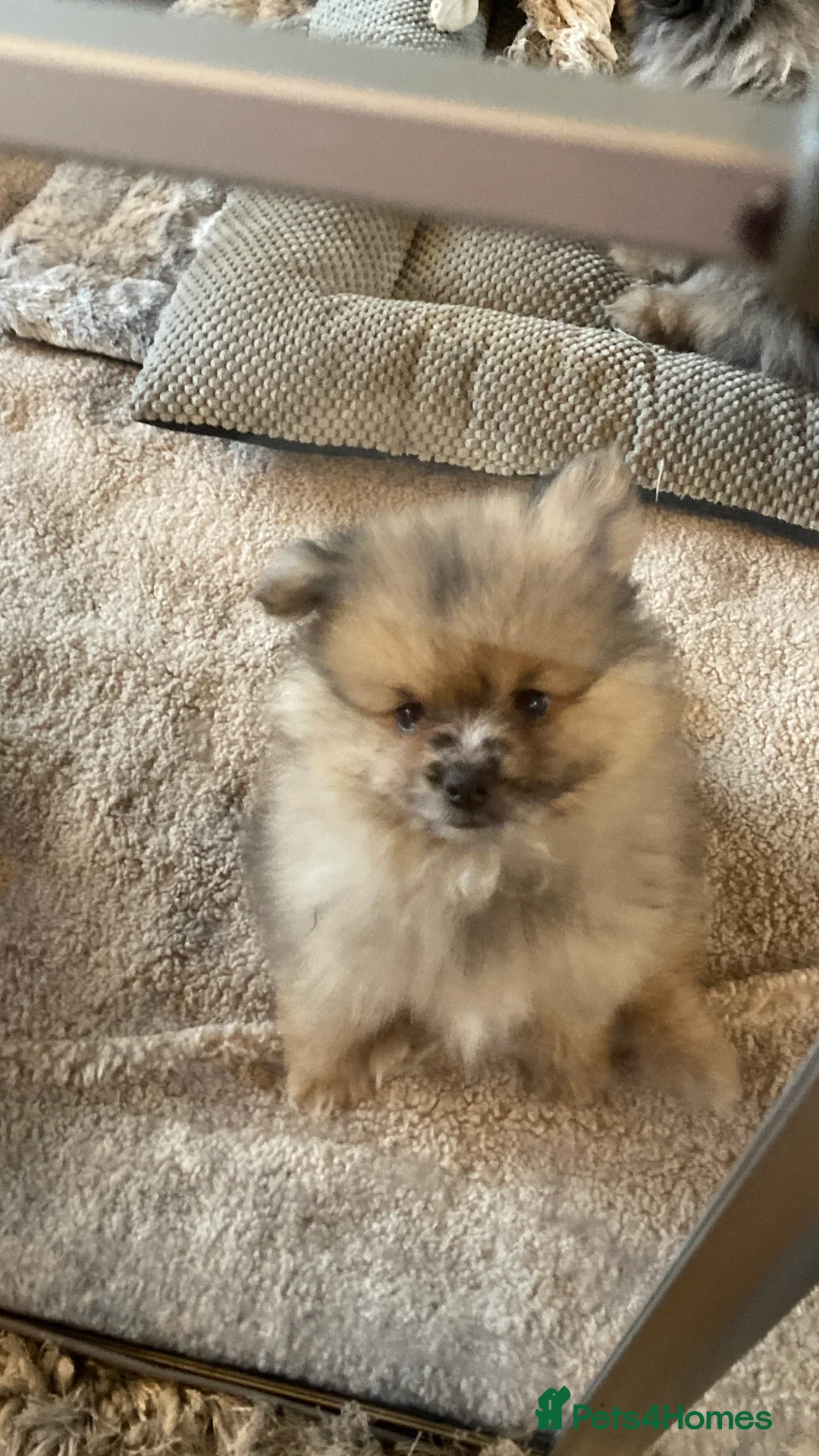 Pomeranian dogs for sale: Stunning litter of 6 Pomeranian Pups - Advert 23