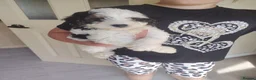 Cavapoo dogs for sale: Cavapoo puppys - Advert 21