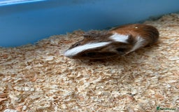 Guinea Pig rodents for sale: Beautiful brothers  - Image 1
