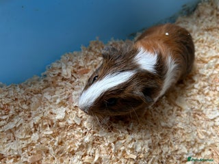 Guinea Pig rodents - Advert 5