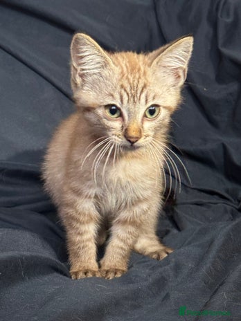 Siamese cats - Advert 1