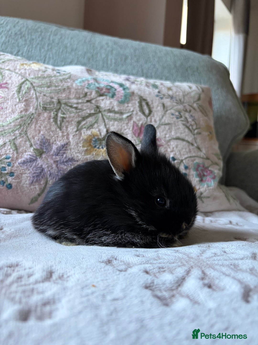 Mixed Breed rabbits for sale: 4 Lionhead x Harlequin Lop Bunnies - Advert 2