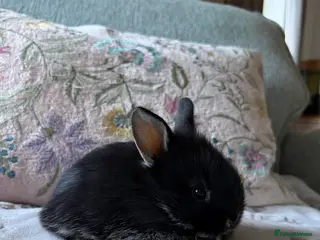 Mixed Breed rabbits Lionhead x Harlequin Lop Bunnies - Advert 18