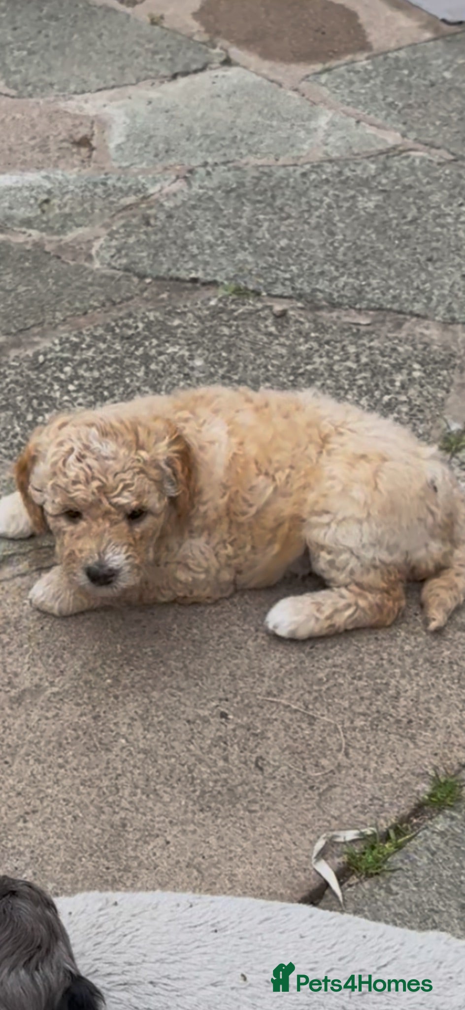 Labradoodle dogs Mini Labradoodle puppy’s  - Advert 1