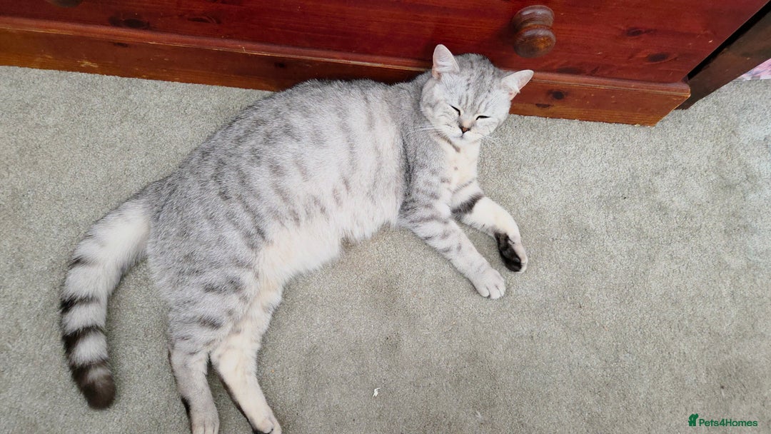 British Shorthair cats for sale: British shorthair x maine coon - Image 3