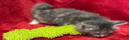 Maine Coon cats for sale: 6 Beautiful Maine Coon crossed Ragdoll kittens - Advert 8