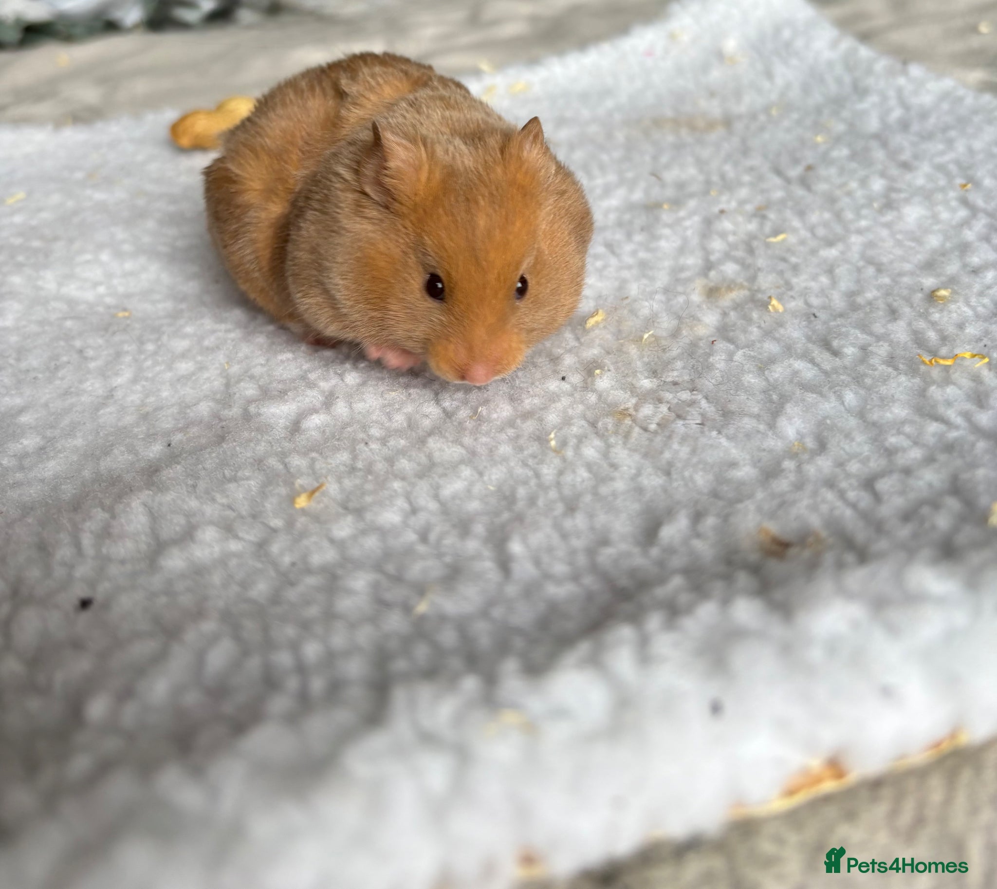Hamster rodents Pedigree Syrian hamster pups - Advert 16